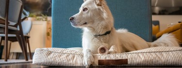 Qué lugares de la casa evitar para la cama del perro, según los veterinarios 
