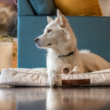 Qué lugares de la casa evitar para la cama del perro, según los veterinarios 