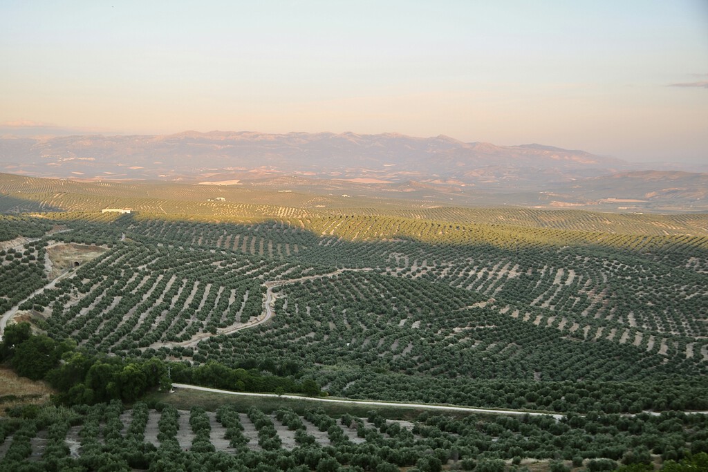 Hay tanto aceite que España se plantea pulsar el botón rojo: retirarlo del mercado para que el precio no se desplome