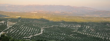 Hay tanto aceite que España se plantea pulsar el botón rojo: retirarlo del mercado para que el precio no se desplome