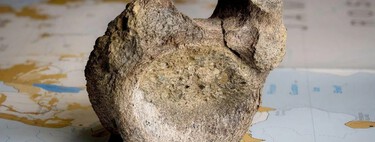 Cientistas descobrem que osso guardado em gaveta há anos é, na verdade, primeiro fóssil de dinossauro encontrado na Antártica 