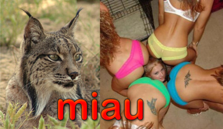 Nombre para Ubuntu 10.04: Lucid Lynx