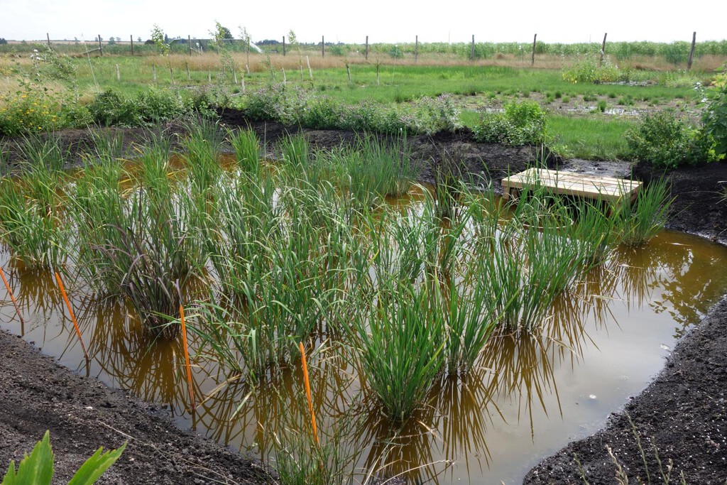 Al arroz español le ha salido competencia en el país más inesperado de Europa: Inglaterra
