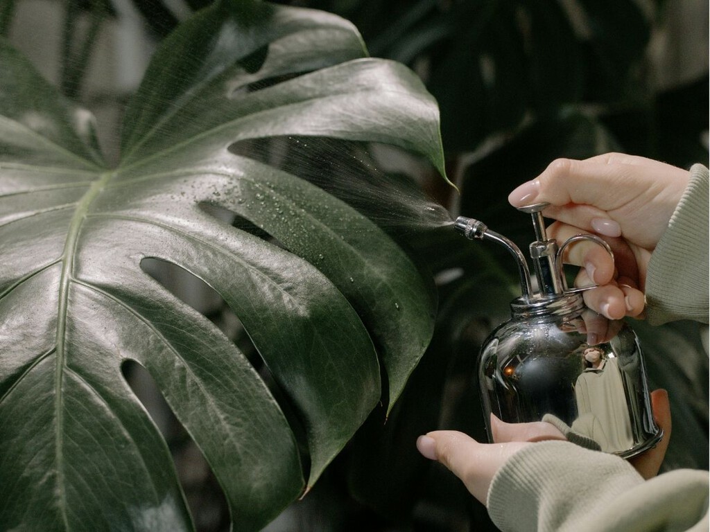Cómo limpiar e hidratar las hojas de las plantas: gestos que marcan la diferencia en su crecimiento