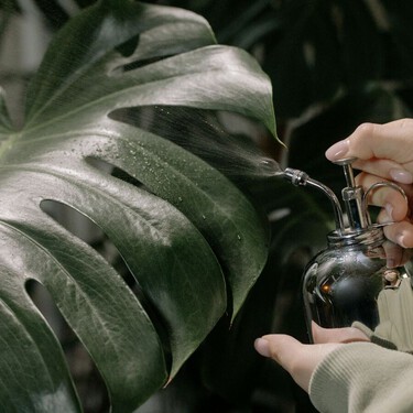 Así hay que limpiar e hidratar las hojas de las plantas para que crezcan más lustrosas y espectaculares que nunca