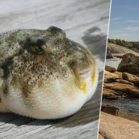 Invasão dos baiacus: a temperatura do mar no noroeste da Espanha está subindo tanto que essa espécie tropical começou a aparecer por lá 