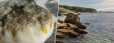 Invasão dos baiacus: a temperatura do mar no noroeste da Espanha está subindo tanto que essa espécie tropical começou a aparecer por lá 