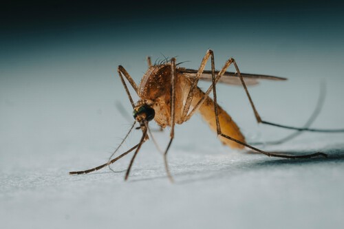 Researchers predict epidemics using AI systems