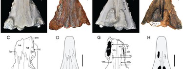 Fósseis perdidos revelam que monstros marinhos dominaram a Terra após a maior extinção em massa 