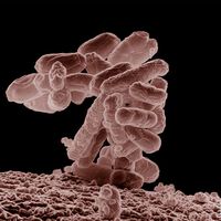 De causar diarreia a produzir plásticos biodegradáveis: a bactéria E. coli tem uma nova função no Japão 