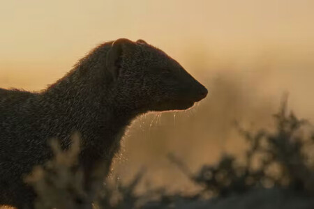 V8 mongoose