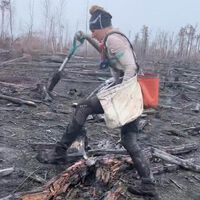 La deforestación es uno de los grandes problemas del planeta: esta mujer sola ha plantado 372 mil árboles