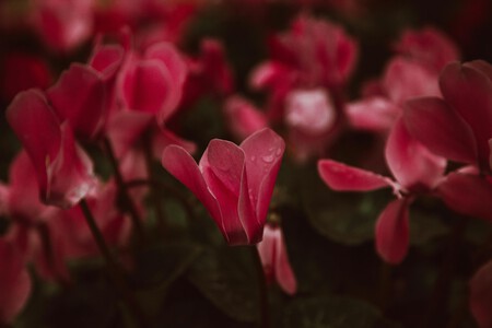 Pexels Roman Odintsov 6332408