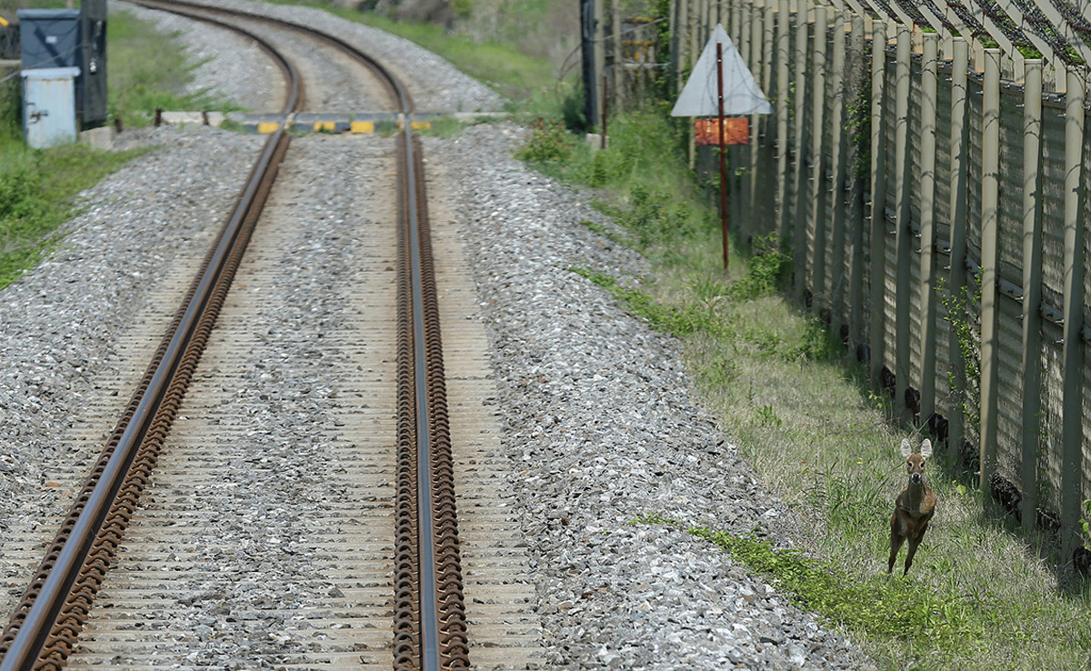 Ciervo Tren
