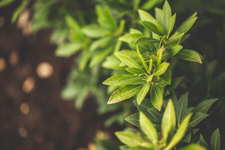 Pexels Damianapanasowicz 4153388