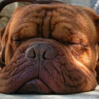 6 conductores de cada 10 que ves se quedan 'sopa' mientras conducen a tu alrededor