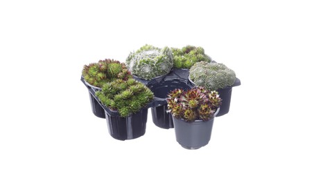 Suculentas Aldi