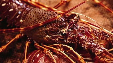 Muchas más cosas que no sabías sobre animales que creías conocer muy bien (y V)