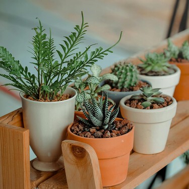 5 plantas de interior que sobreviven aunque seas perezoso: fáciles de cuidar si eres olvidadizo