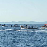 Una zona de México se ha convertido en un circo fuera de control: no paran de llegar turistas para nadar con orcas salvajes