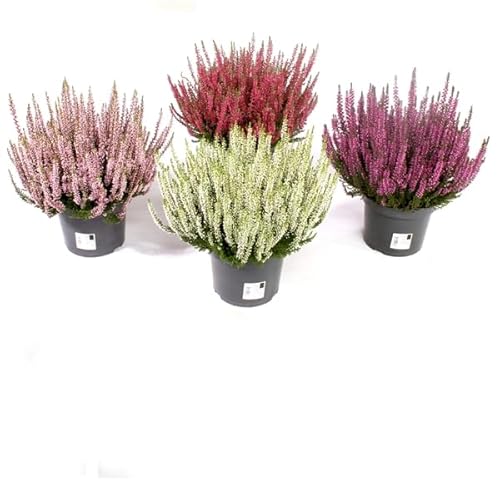 Cuatro Brezos Naturales Plantas de Calluna para Temporada la Invernal