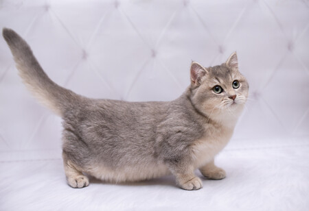 El gato munchkin salchicha raza polémica