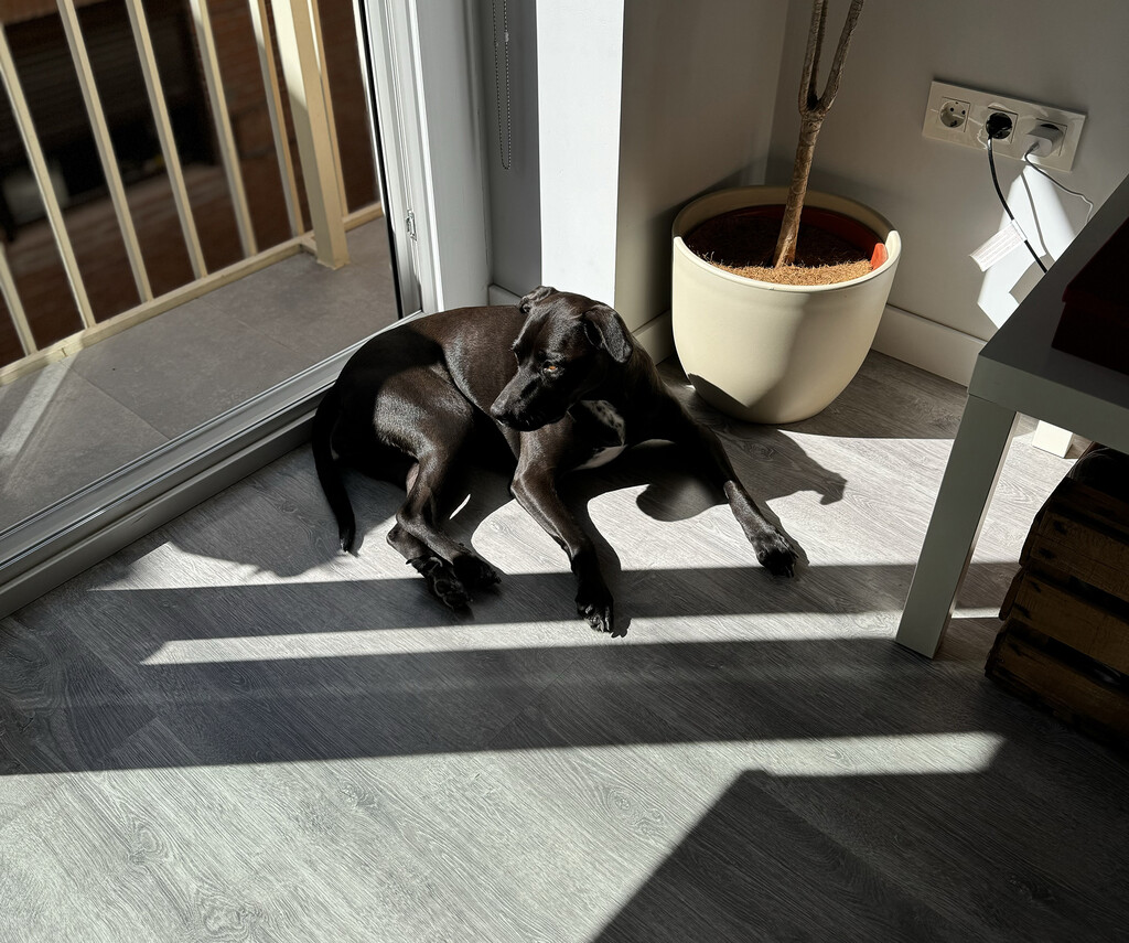Estos son los mejores métodos para eliminar arañazos en suelos de madera y tarimas y dejarlos como nuevos