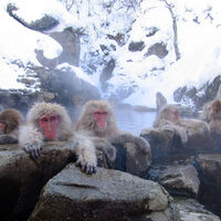 Parque de los macacos de Jigokudani, cerca de Nagano