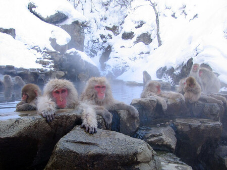 Parque de los macacos de Jigokudani, cerca de Nagano