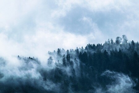 Plantar más árboles podría ser una estrategia muy ineficaz para combatir el cambio climático