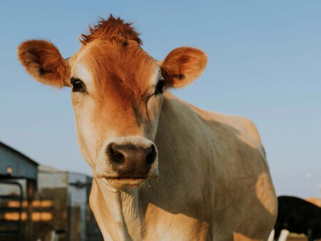 Una Vaca De Raza Jersey