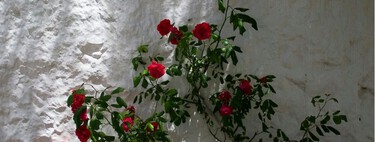 Abril es el mes de las rosas: estas son las claves para que tus rosales sobrevivan después de primavera 