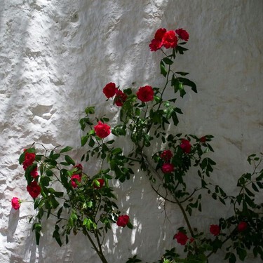 Abril es el mes de las rosas: estas son las claves para que tus rosales sobrevivan después de primavera 