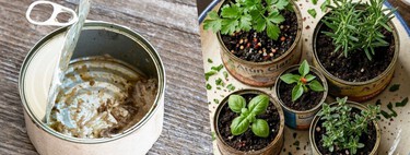 Cómo convertir las latas de atún en macetas para tus plantas y decorar tu casa