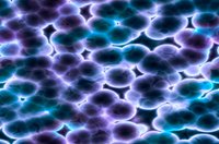 Se realiza en Estados Unidos el primer tratamiento con células madre embrionarias