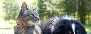 Noelia Hernández, educadora felina: "Tener un gato con las necesidades 100% cubiertas no supone menos trabajo que tener un perro"
