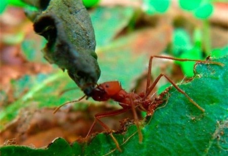 El uso de una bacteria por parte de hormigas les sirve para geolocalizar su nido