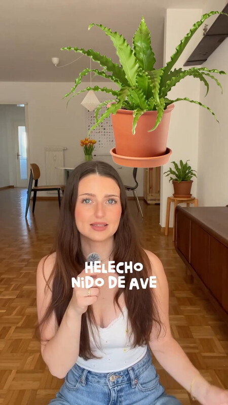 plantas