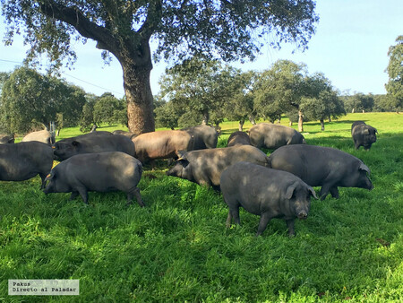 cerdo ibérico