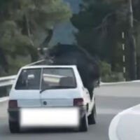 Surrealismo en carretera: conduciendo con un jabalí muerto atado al techo de un Peugeot 205