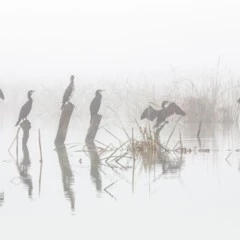 Foto 10 de 11 de la galería categoria-aves en Xataka Foto