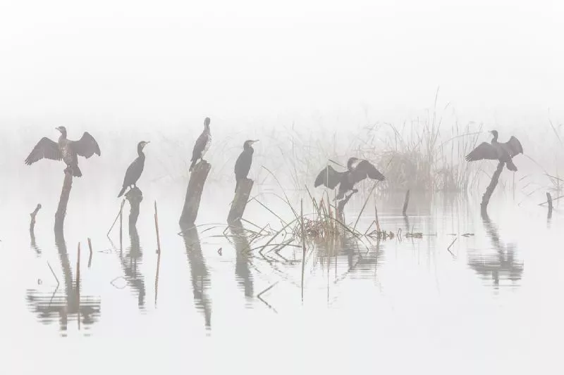 Foto de Categoría Aves (10/11)