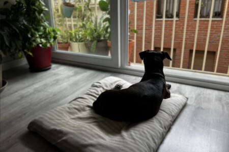 perro