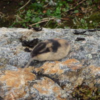 Many People Have Long Believed That Lemmings Are Rodents That Jump off Cliffs. Disney Is to Blame 