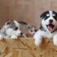 57 adivinanzas de animales para estimular el pensamiento lógico de los niños y pasar un buen rato 