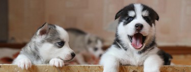 57 adivinanzas de animales para estimular el pensamiento lógico de los niños y pasar un buen rato 