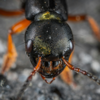 La reina de estos insectos puede clonar otras especies y crear obreras híbridas: así son las hormigas cosechadoras ibéricas 