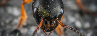 La reina de estos insectos puede clonar otras especies y crear obreras híbridas: así son las hormigas cosechadoras ibéricas 