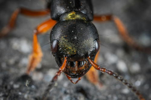 Hormiga Cosechadora Portada