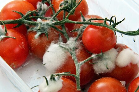 Si un alimento tiene moho, no te lo comas: por qué no basta con quitar la parte mala de las frutas y otros alimentos